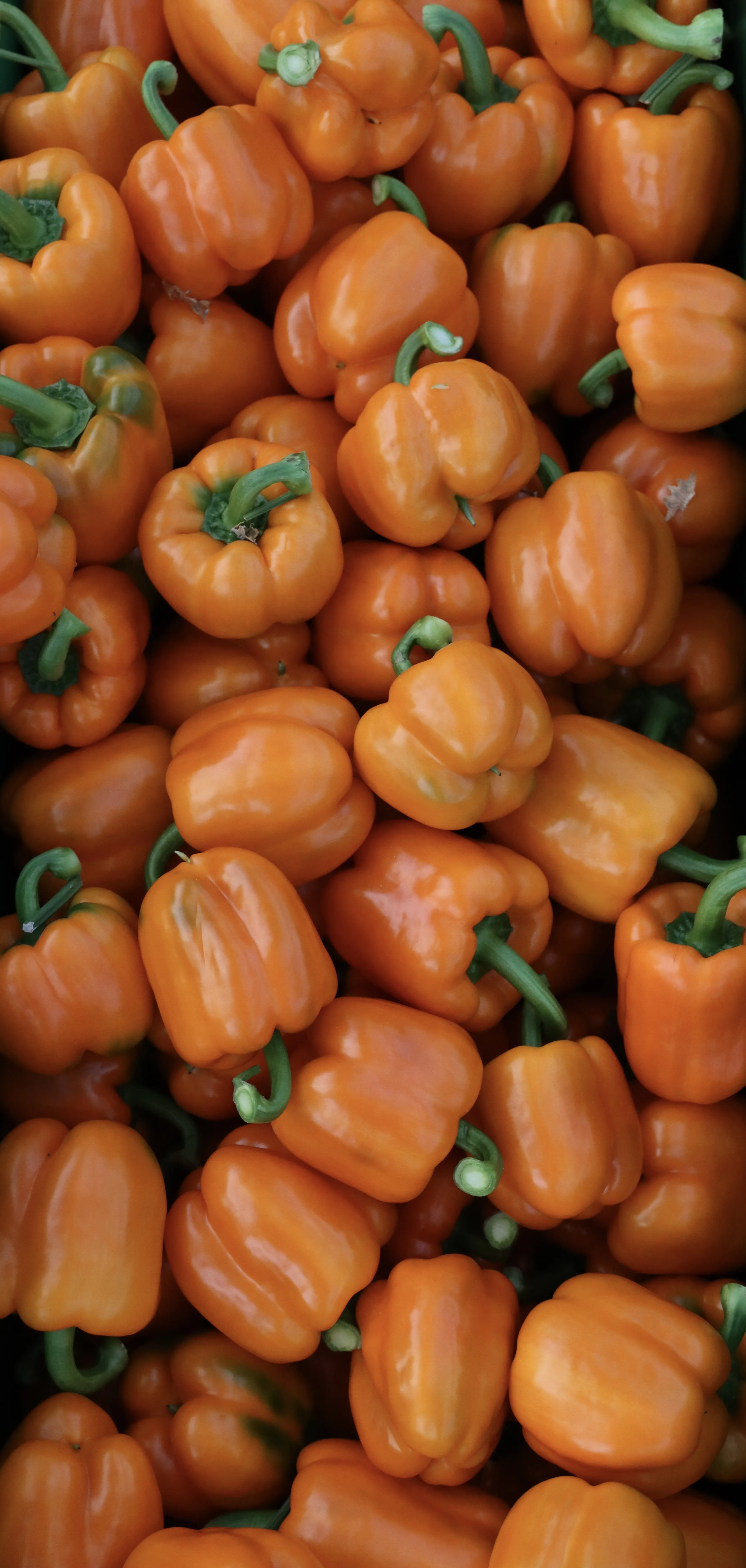 Freshly harvested orange bell peppers